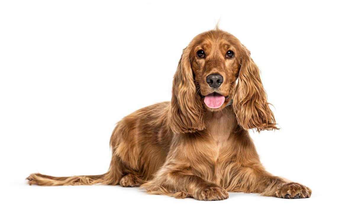 surgery-free options for dogs with lipomas
