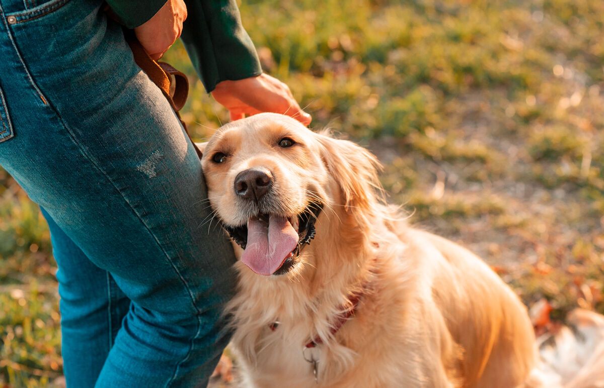 Alternative treatments for the womb infection in dogs