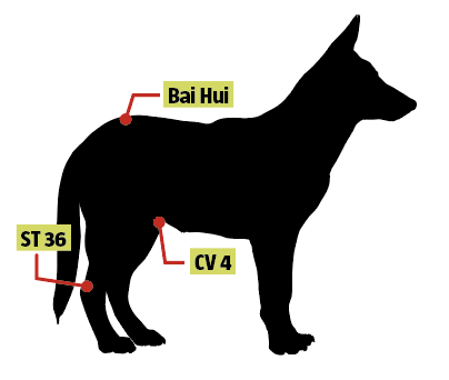 Dog acupressure
